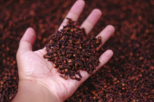 Exporters of Cloves from Indonesia