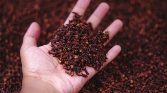 Exporters of Cloves from Indonesia