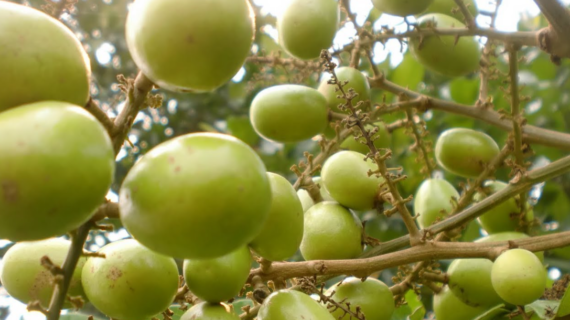 What is Matoa Fruit?