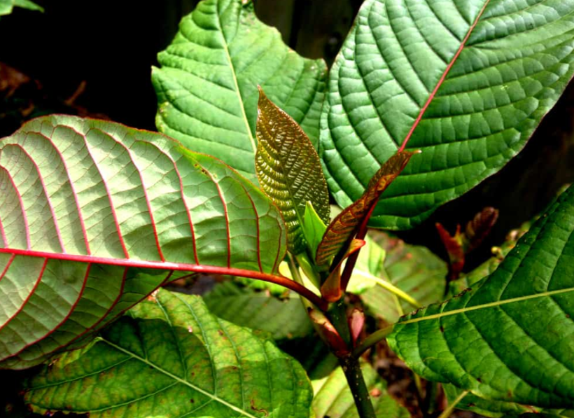 red kratom leaves