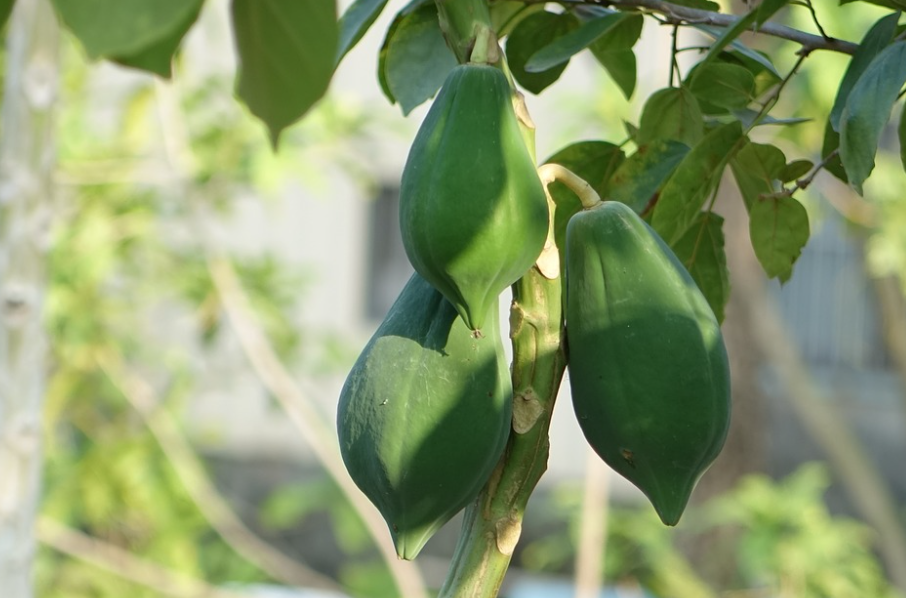 papaya seeds plant