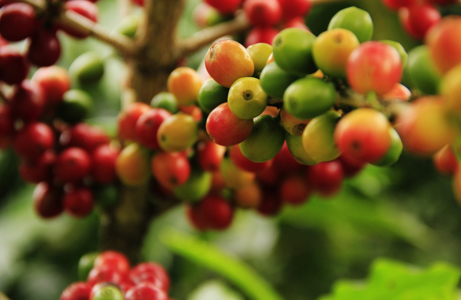 coffee beans plant