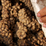 Coffee Indonesia Poop: History and Culture