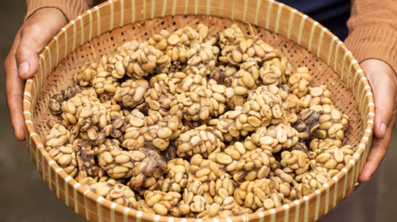 Monkey Poop Coffee: Benefit, Taste, and Price