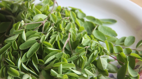 How to Make Moringa Tea at Home