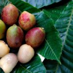 Matoa Fruit Cultivation