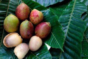 matoa fruit indonesia
