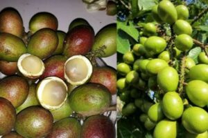 types of matoa fruits