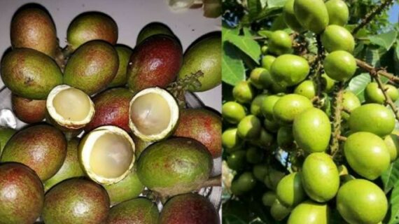 Types of Matoa Fruit