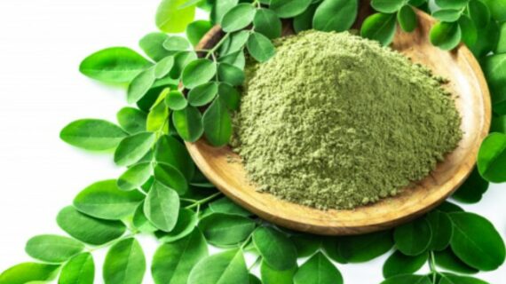 10 Lists of Diseases Moringa can Cure