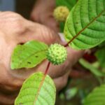 Red Vein Kratom Vs Green, Which is the Best?