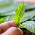 How to Grow Kratom from Seeds or Cuttings