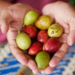 Buy Pometia Pinnata Fruit From Indonesia