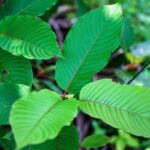 What is the Cheapest Kratom?
