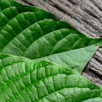 Does Kratom Cause Hair Loss in Men and Women?