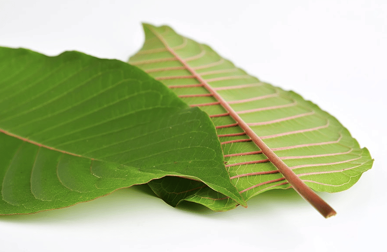 red horn kratom leaves