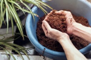 coco peat for plants