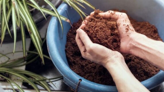 Coco Peat for Plants: A Step-by-Step Guide