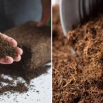 Coco Peat Compost: Green Gold for Thriving Gardens