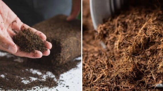 Coco Peat Compost: Green Gold for Thriving Gardens