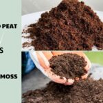 Coco Peat vs Peat Moss: Which is better?