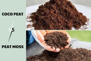 coco peat vs peat moss