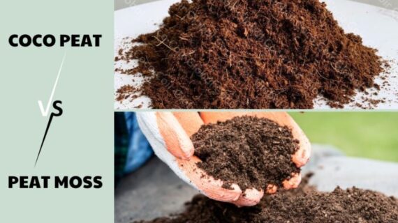Coco Peat vs Peat Moss: Which is better?