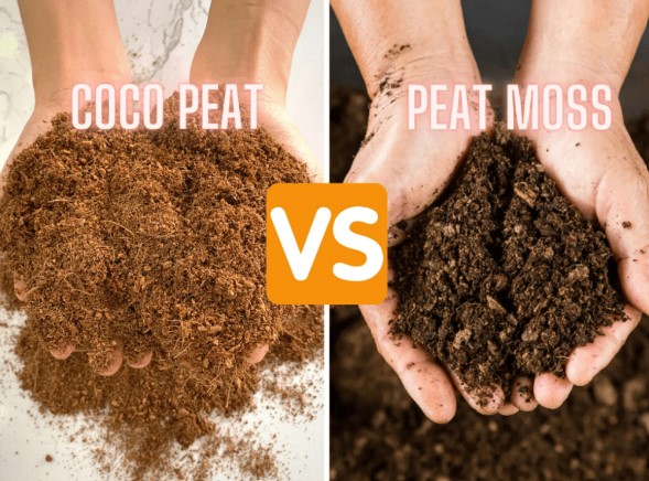 coco peat vs peat moss sources