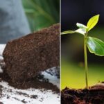 How to Use Coco Peat in Agriculture