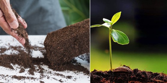 how to use cocopeat