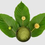 The Science of Kratom: How Its Alkaloids Impact the Body and Mind