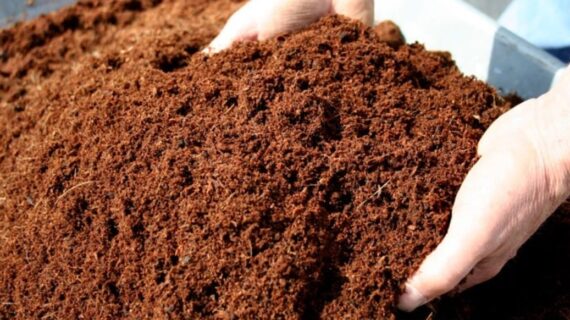 Best Coco Coir for Hydroponic Gardening