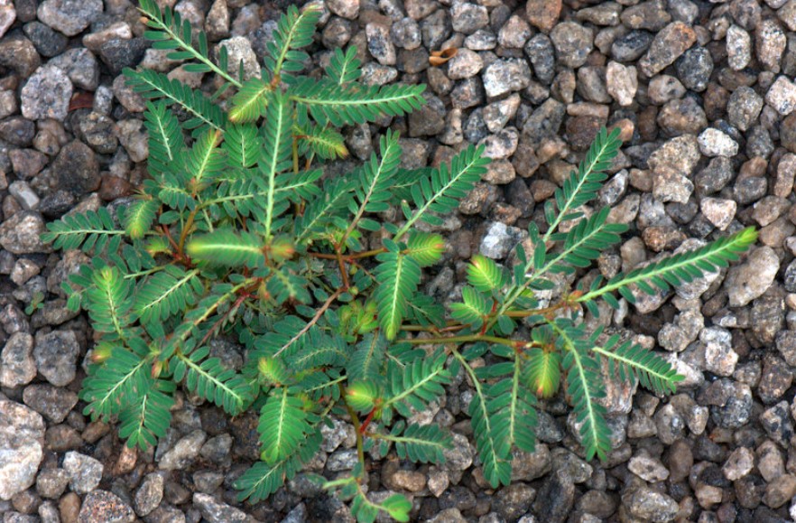 Phyllanthus Urinaria