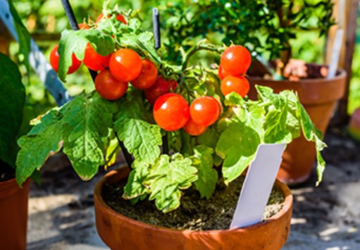 10 Tips Growing Tomato in Pots