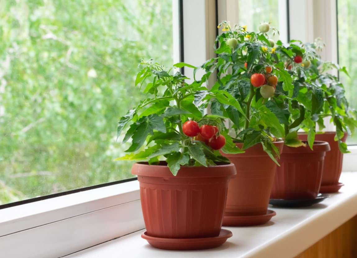 5 Tips for Indoor Tomato Cultivation