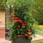 10 Tips Growing Tomato in Pots and Indoors