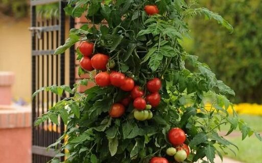 10 Tips Growing Tomato in Pots and Indoors