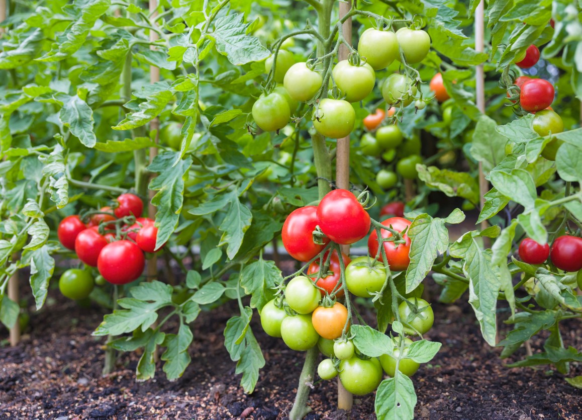 Tips for Caring for Tomato Plants