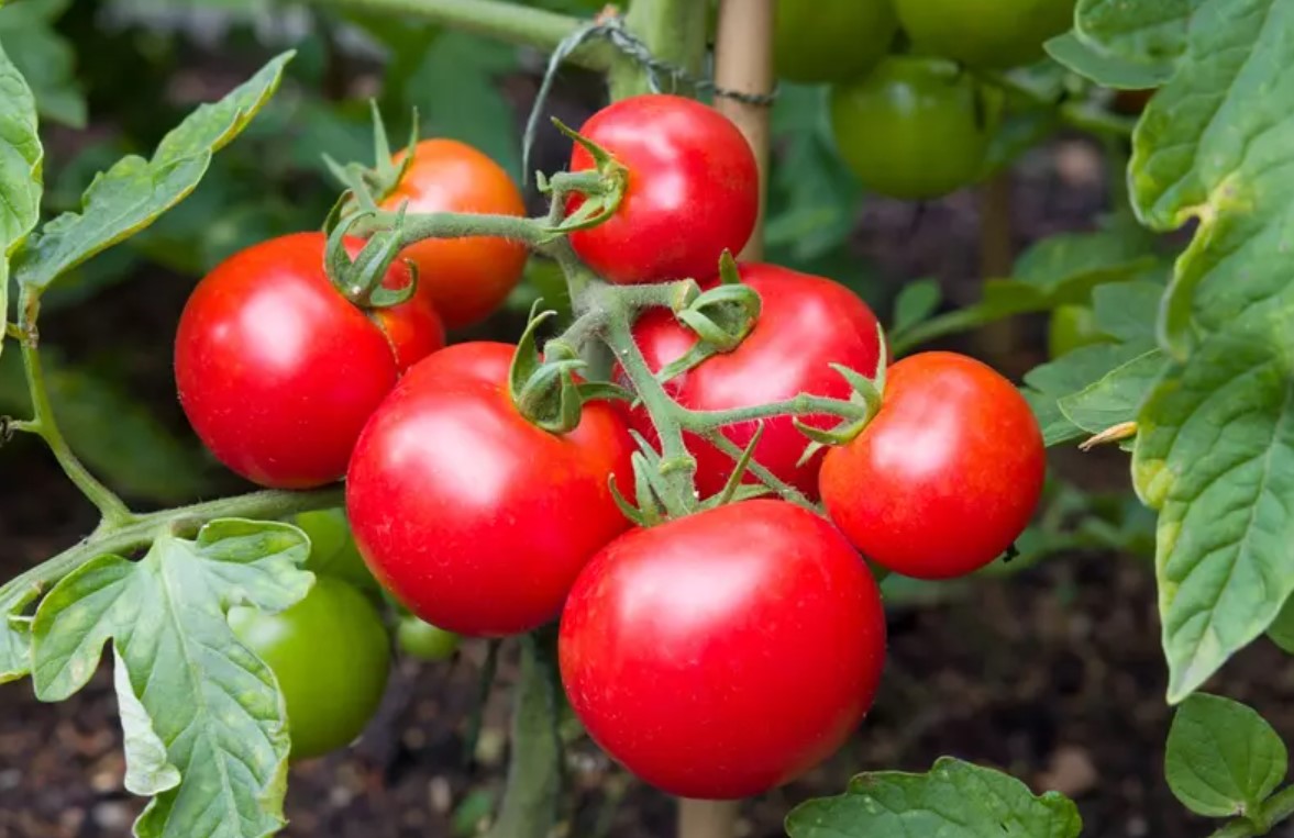 Tips for Harvesting and Preserving Tomatoes