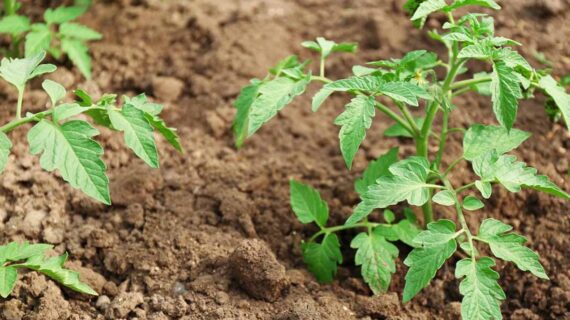 How to Plant Tomatoes in The Ground (Step-by-Step Guide)