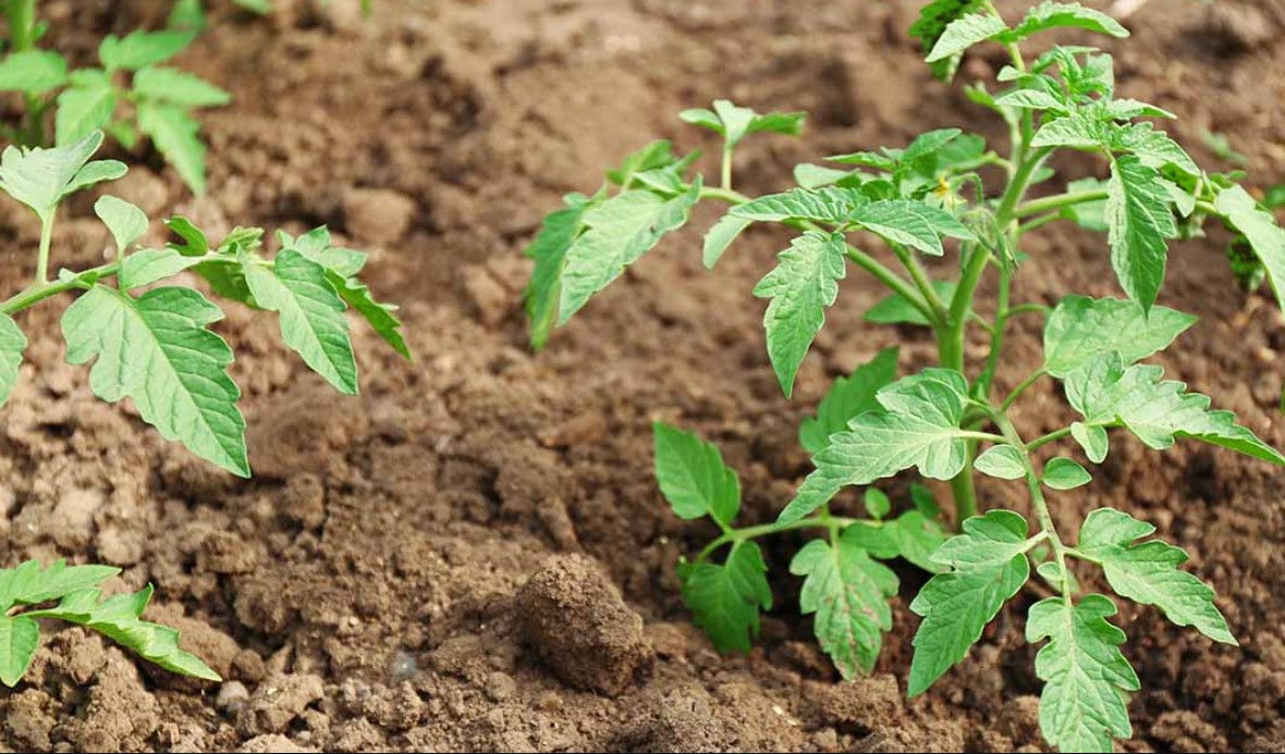 What is the ideal spot for planting Tomato Plants