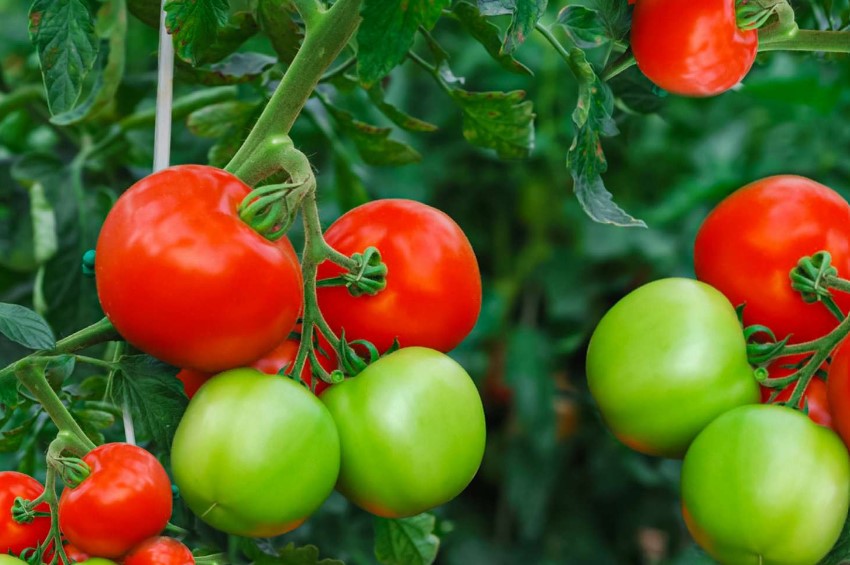 Which tomato varieties thrive the most in pots 