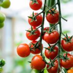 10 Unique Types of Cherry Tomatoes to Savor