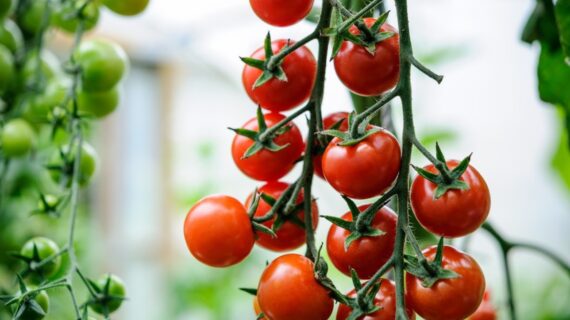 10 Unique Types of Cherry Tomatoes to Savor