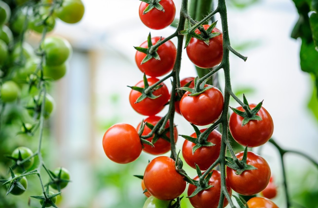 What makes cultivating cherry tomatoes so appealing
