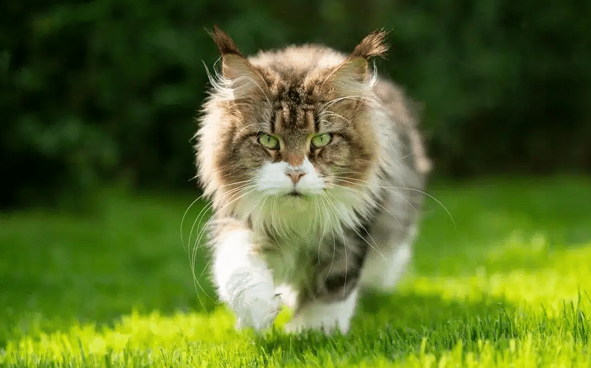 Maine Coon Cats In field