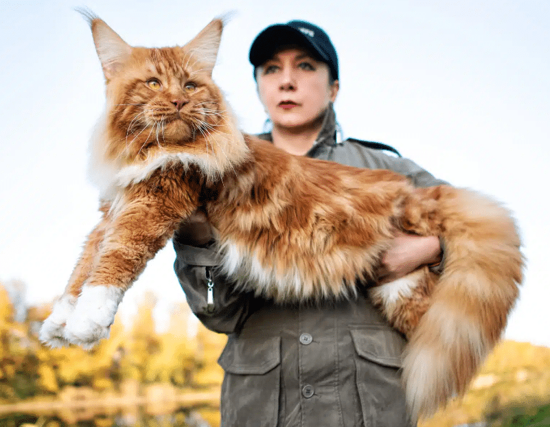 Maine Coon Cats