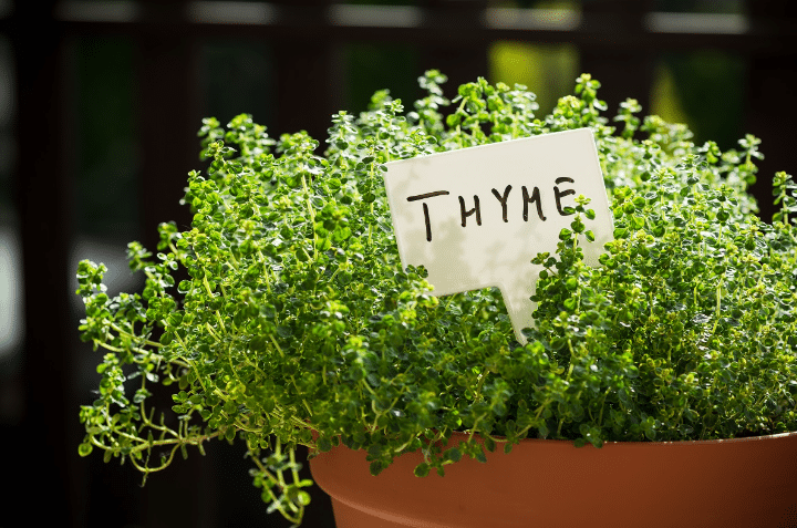 buy thyme seeds