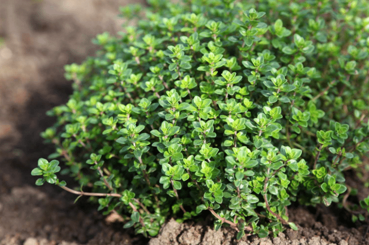 thyme for sell